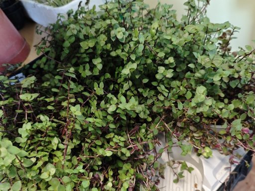 Botanická burza